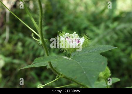 Seitenansicht einer Passionsblume (Passiflora foetida), die auf einer hängenden Weinrebe blüht. Diese Rebe ist auch als stinkende Passionsblume bekannt Stockfoto