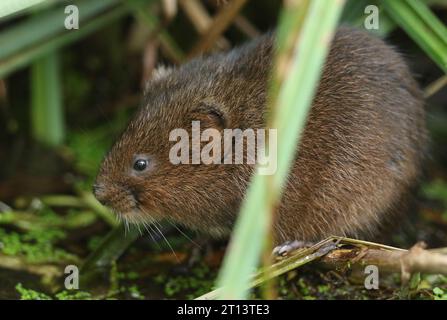 Ein gefährdetes Wasservole, Arvicola amphibius, versteckt im Schilf am Rand eines Teichs. Sie ernährt sich von Wasserpflanzen. Stockfoto