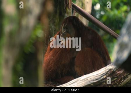 Porträt von Bornean Orangutan oder Pongo pygmaeus, sitzen im Tierheim an einem regnerischen Tag im Zoo von Singapur Stockfoto