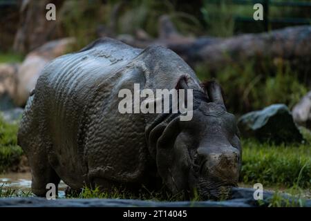 Seltene, fast ausgestorbene indische Nashörner im Zoo von Singapur während der nächtlichen Safari-Tour. Nahaufnahme des Hochformatbildes Stockfoto