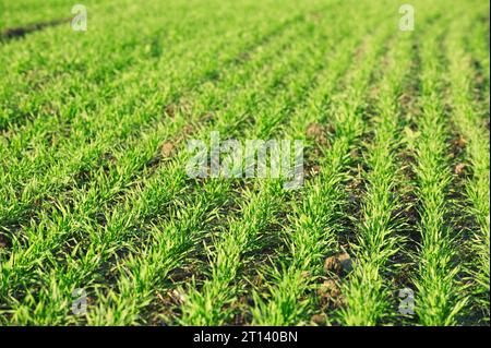 Ackerfeld mit grünen Pflanzen am frühen Morgen Stockfoto