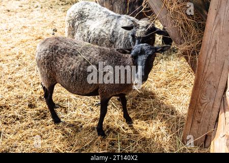 Zwei Schafe essen Heu im Stall Stockfoto