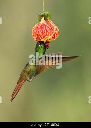 Der brasilianische Rubin (Heliodoxa rubricauda) ist eine Kolibris-Spezies der Brillanten, des Stammes Heliantheini in der Unterfamilie Lesbiinae Stockfoto