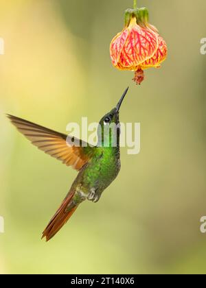Der brasilianische Rubin (Heliodoxa rubricauda) ist eine Kolibris-Spezies der Brillanten, des Stammes Heliantheini in der Unterfamilie Lesbiinae Stockfoto