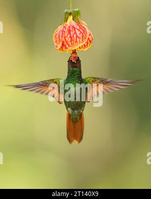 Der brasilianische Rubin (Heliodoxa rubricauda) ist eine Kolibris-Spezies der Brillanten, des Stammes Heliantheini in der Unterfamilie Lesbiinae Stockfoto