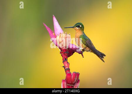 Der brasilianische Rubin (Heliodoxa rubricauda) ist eine Kolibris-Spezies der Brillanten, des Stammes Heliantheini in der Unterfamilie Lesbiinae Stockfoto