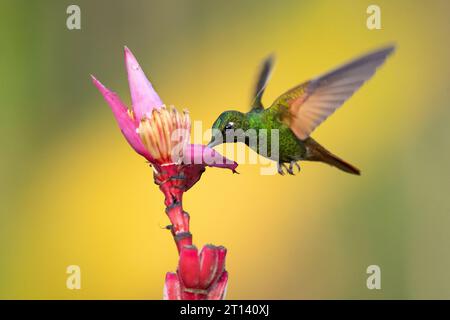 Der brasilianische Rubin (Heliodoxa rubricauda) ist eine Kolibris-Spezies der Brillanten, des Stammes Heliantheini in der Unterfamilie Lesbiinae Stockfoto