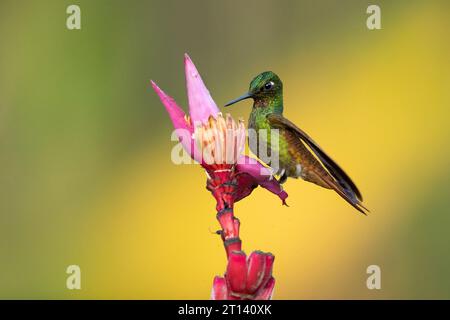 Der brasilianische Rubin (Heliodoxa rubricauda) ist eine Kolibris-Spezies der Brillanten, des Stammes Heliantheini in der Unterfamilie Lesbiinae Stockfoto