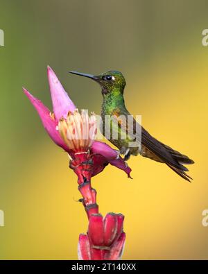Der brasilianische Rubin (Heliodoxa rubricauda) ist eine Kolibris-Spezies der Brillanten, des Stammes Heliantheini in der Unterfamilie Lesbiinae Stockfoto