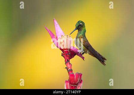 Der brasilianische Rubin (Heliodoxa rubricauda) ist eine Kolibris-Spezies der Brillanten, des Stammes Heliantheini in der Unterfamilie Lesbiinae Stockfoto
