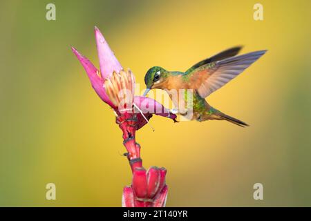 Der brasilianische Rubin (Heliodoxa rubricauda) ist eine Kolibris-Spezies der Brillanten, des Stammes Heliantheini in der Unterfamilie Lesbiinae Stockfoto