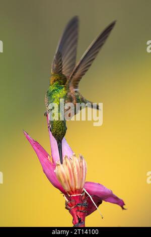 Der brasilianische Rubin (Heliodoxa rubricauda) ist eine Kolibris-Spezies der Brillanten, des Stammes Heliantheini in der Unterfamilie Lesbiinae Stockfoto