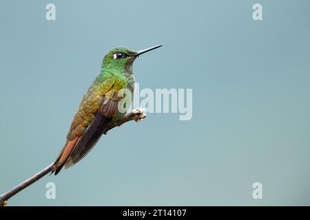 Der brasilianische Rubin (Heliodoxa rubricauda) ist eine Kolibris-Spezies der Brillanten, des Stammes Heliantheini in der Unterfamilie Lesbiinae Stockfoto