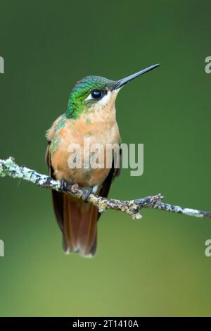 Der brasilianische Rubin (Heliodoxa rubricauda) ist eine Kolibris-Spezies der Brillanten, des Stammes Heliantheini in der Unterfamilie Lesbiinae Stockfoto