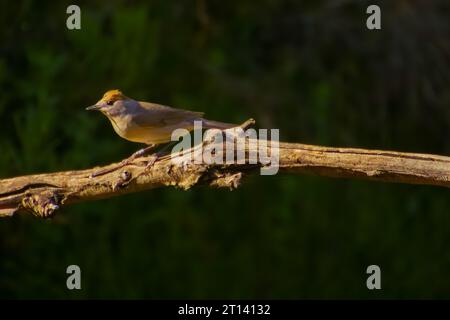 Kastanienschwanzstarling Sturnus malabaricus. Hochwertige Fotos. Stockfoto