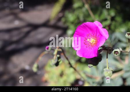 Nahaufnahme von Rock Purslane (Calandrinia spectabilis). Lila Blumen blühen in sanftem Sonnenlicht. Blume aus nächster Nähe. Stockfoto