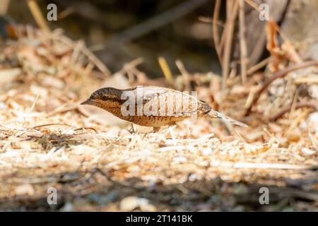 Eurasischer Wrhalsausschnitt, Jynx Torquilla springt auf Steine Stockfoto