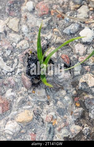 Junge Gras bricht durch die Asphaltstraße, eine Kraft der Natur, Blick von oben Stockfoto