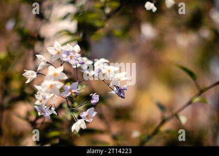 Wunderschöne Wildblumen Kamille, lila Wilderbsen, Schmetterling im Morgennebel in der Natur Nahaufnahme Makro. Breitformat im Querformat, Kopierraum, cooles Blueli Stockfoto