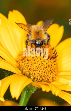 Die Biene sammelt Nektar aus dem Blütenstand einer gelben Blume Stockfoto