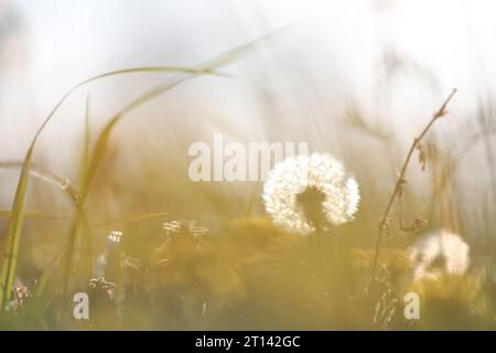 Makro von Löwenzahn mit Hintergrundbeleuchtung Stockfoto