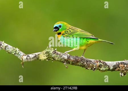 Brassy-breasted Tanager ist in Brasilien endemisch. Im Bergwald aufgenommen Stockfoto