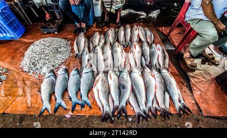 Fisch wird auf einem lokalen Fischmarkt in Barishal, Bangladesch, ausgestellt. Stockfoto