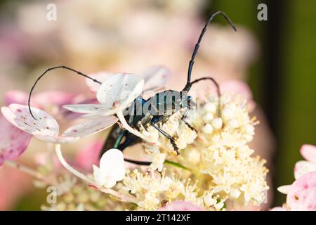 Aromia moschata, Moschuskäfer, von einem wunderschön gefärbten Käfer, nah am Kopf Stockfoto