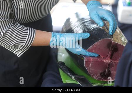 Weibliche Hände mit blauen Handschuhen entfernen einen Teil des Thunfischbauches. Roher, frischer Fisch auf Schneidebrett. Zubereitung für Sashimi, eine japanische Delikatesse. Stockfoto