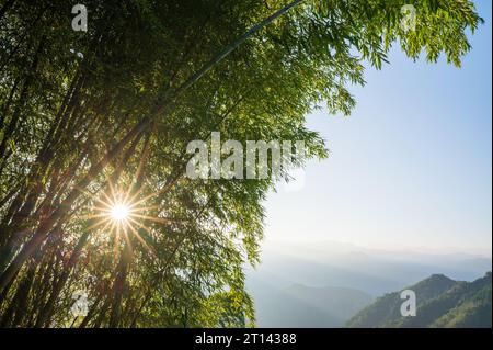 Das Sonnenlicht schimmert durch den Bambuswald auf dem Hügel. Die Landschaft entlang des Alishan Highway. Chiayi County, Taiwan. Stockfoto