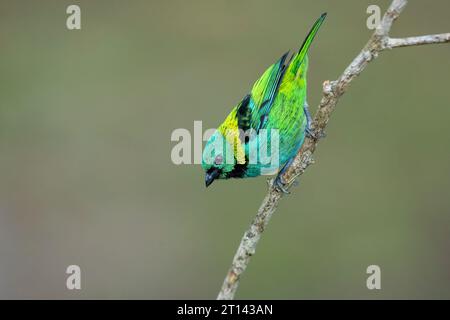 Tangara seledon (Tangara seledon) ist ein bunt gefärbter Vogel, der im Atlantischen Wald im Südosten Brasiliens vorkommt Stockfoto