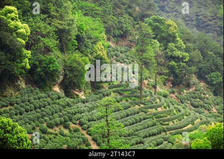 Wunderschöne frische grüne chinesische Longjing Teeplantage. Hangzhou Xi Hu westlicher See. Stockfoto