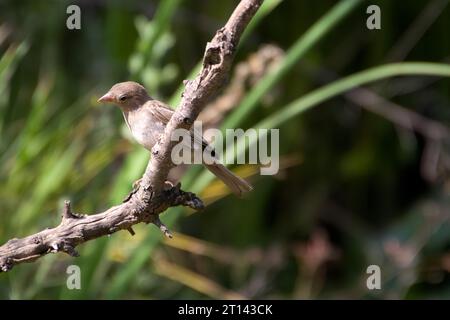 Roter Flycatcher oder Taiga Flycatcher Stockfoto