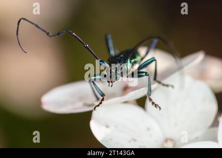 Aromia moschata, Moschuskäfer, von einem wunderschön gefärbten Käfer Stockfoto