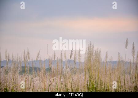 Twilight Serenity: A White Wild Sugarcane Wonderland by the Riverside im Herbst. Zuckerrohrgras entlang der Abenddämmerung des Zengwun Riverat. Tainan, Taiwan Stockfoto