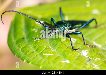 Aromia moschata, Moschuskäfer, von einem wunderschön gefärbten Käfer, Nahaufnahme Stockfoto