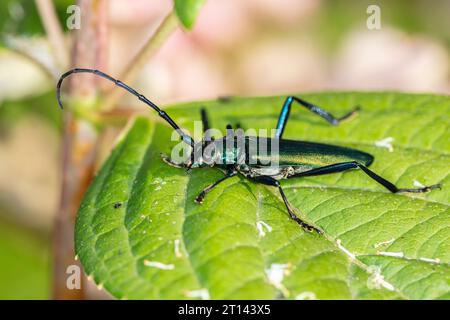 Aromia moschata, Moschuskäfer, von einem wunderschön farbigen Käfer, Seitenansicht Stockfoto