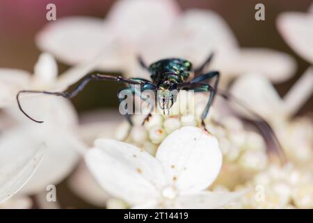 Aromia moschata, Moschuskäfer, von einem wunderschön gefärbten Käfer, Nahaufnahme der Kiefer Stockfoto