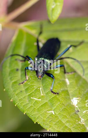 Aromia moschata, Moschuskäfer, von einem wunderschön farbigen Käfer, Nahansicht von vorne Stockfoto