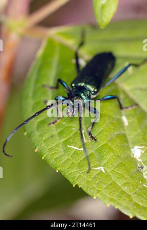 Aromia moschata, Moschuskäfer, von einem wunderschön gefärbten Käfer, Nahaufnahme Stockfoto