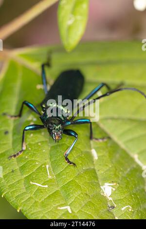 Aromia moschata, Moschuskäfer, von einem wunderschön farbigen Käfer, Vorderansicht Stockfoto