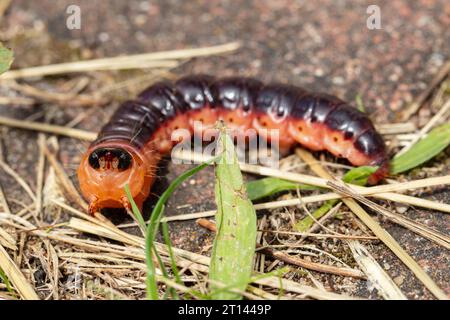 Cossus cossus, europäische Ziegenmotte, im Volksmund raupe genannt, Nahaufnahme Stockfoto