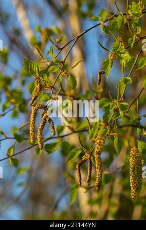 Nahaufnahme blühender gelber Katzenblüten auf einer Flussbirke betula nigra im Frühling, mit blauem Himmelshintergrund. Stockfoto