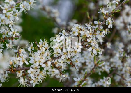 Prunus spinosa, weiße Sloe-Blüten im Frühling. Die Wildpflanze aus der Familie Rosaceae produziert im Spätherbst essbare Beeren. Stockfoto