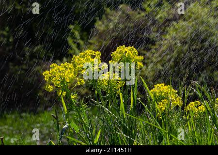 Euphorbia cyparissias, Zypressensprang grünliche Blüten verschlossen selektiven Fokus. Stockfoto