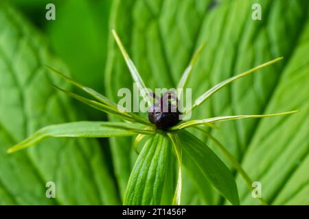 Pariser Quadrifolie. Blume aus der Nähe der giftigen Pflanze, Kräuter-paris oder der Knoten wahrer Liebhaber. Blühendes Gras Paris. Krähenauge oder Rabenauge, poiso Stockfoto