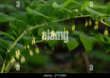 Polygonatum multiflorum, die Salomon-Robbe, Davids Harfe, die Leiter-zum-Himmel-Robbe oder die eurasische Salomon-Robbe, ist eine Art blühender Pflanze in der Familie Stockfoto