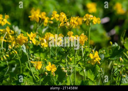 Makrofoto von Naturgelbblüten des Sellandins. Blühende Blüten Pflanzen Zelandine. Stockfoto