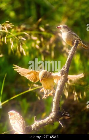 Schöner Haus-Sparrow männlicher Passer domesticus fliegt auf dunklem und blauem Bokeh-Hintergrund. Stockfoto
