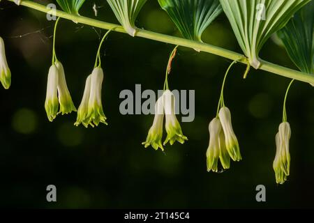 Polygonatum multiflorum, die Salomon-Robbe, Davids Harfe, die Leiter-zum-Himmel-Robbe oder die eurasische Salomon-Robbe, ist eine Art blühender Pflanze in der Familie Stockfoto